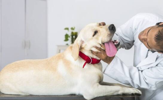 Jak dobrać odpowiedni rozmiar półzaciskowej obroży dla dużego psa?