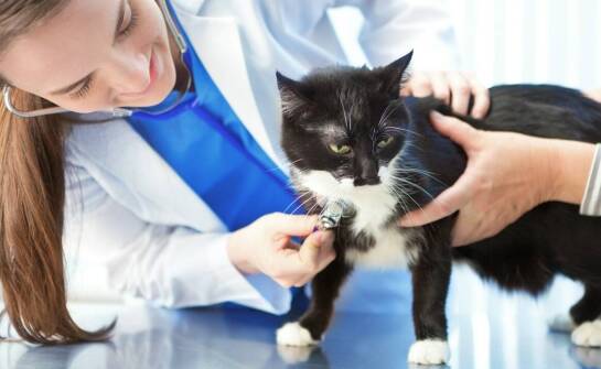 Jakie są kluczowe aspekty weterynaryjnej opieki w hodowlach rasowych kotów?