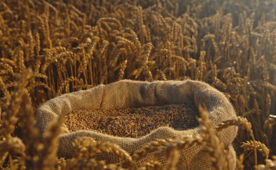 Zrównoważony rozwój dzięki efektywnemu zarządzaniu zbiorów zbóż