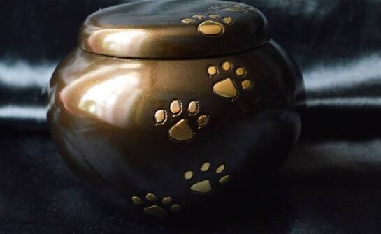 Symbolika urny dla kota – znaczenie w kulturze pamięci