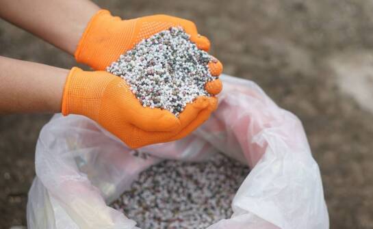 Kiedy i czym nawozić truskawki, gdy wyraźnie mizernieją?