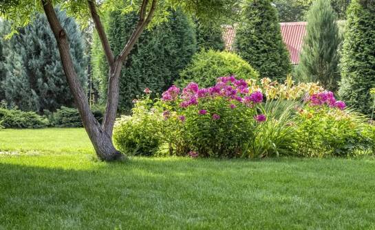 Wpływ darni z gruntu na długoterminową funkcjonalność zielonych terenów