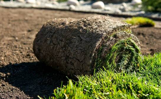 Jak szybko cieszyć się zielenią dzięki zastosowaniu trawy z rolki?