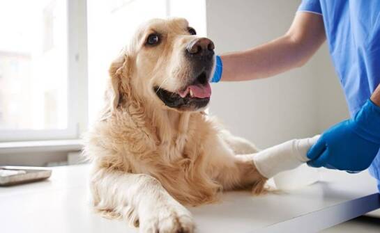 Jakie medyczne procedury mogą być przeprowadzane przez weterynaryjne pogotowie w domu pacjenta?