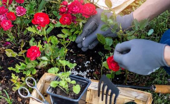 Jakie znaczenie mają sadzonki róż w doniczkach dla aranżacji w ogrodzie?