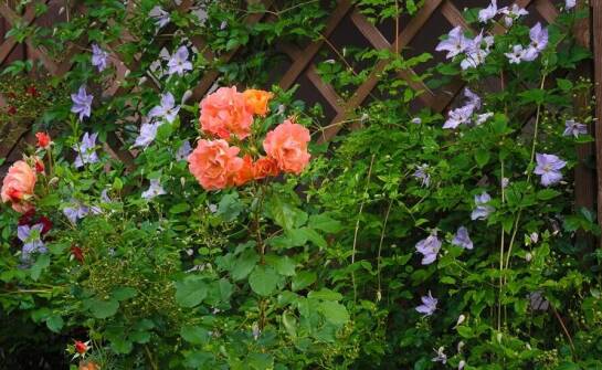 Jakie są zalety posiadania clematisów w przydomowym ogrodzie?