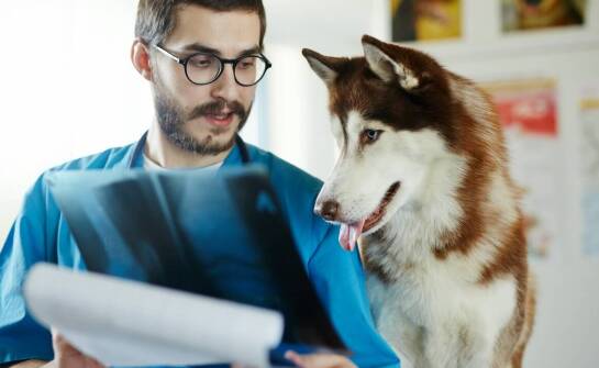 Jak RTG umożliwia wczesne wykrywanie zdrowotnych problemów u psów?