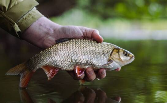 Jak torba na wodery wpływa na komfort transportu sprzętu do wędkowania?