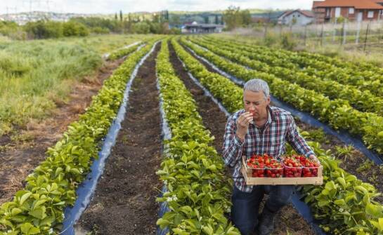Wpływ ekologicznych metod uprawy na jakość truskawek sadzonek