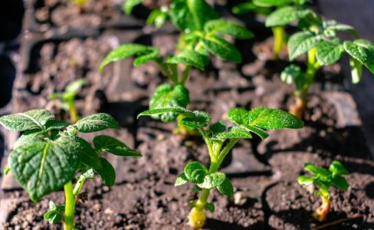 Dlaczego warto zainwestować w certyfikowane brzoskwiniowe sadzonki?