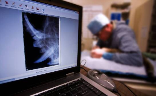 Rentgen jako element kompleksowej opieki weterynaryjnej dla psów.