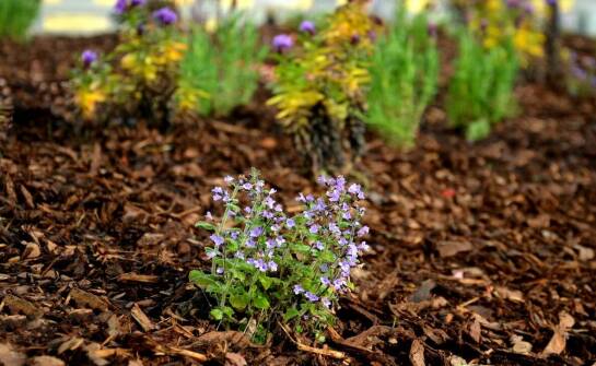 Jak dobrać odpowiednią grubość warstwy sosnowej kory do potrzeb ogrodu?