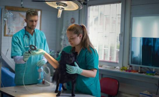 Rola weterynaryjnej specjalistycznej opieki w leczeniu ortopedycznych chorób