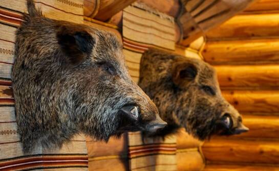 Jak unikalne cechy gatunku wpływają na metody wypychania zwierząt?