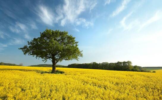 Najnowsze trendy w doborze rzepaku nasion dla optymalizacji plonów