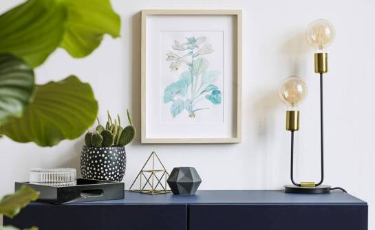 Strelicja augusta – jak wprowadzić egzotykę do wnętrza?