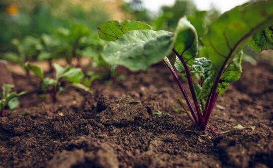 Dlaczego warto wybierać ekologiczne truskawkowe sadzonki?