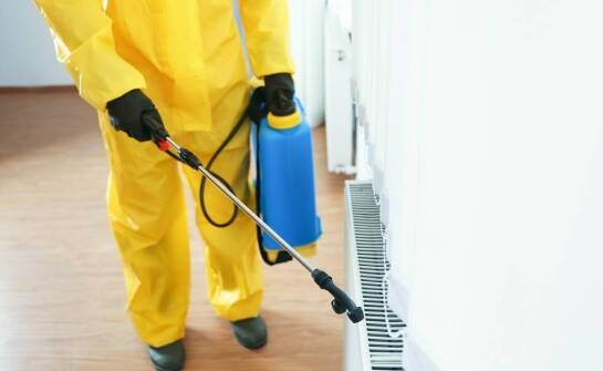 Jak ozonowanie pomaga w walce z prusakami i innymi insektami?