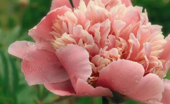 Dlaczego warto zainwestować w sadzonki piwonii najwyższej jakości?