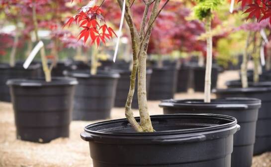 Jakie są korzyści z posiadania klonów na pniu w przydomowym ogrodzie?