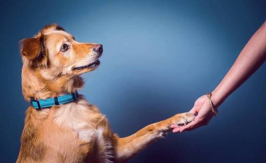 Rola opiekuna w procesie terapii behawioralnej dla psa