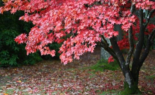 Klony na pniu w designie ogrodu: Jak wprowadzić elegancki subtelny akcent?