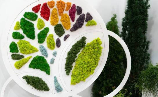 Znaczenie szczepionej katalpy na pniu 200 cm w edukacyjnych projektach ogrodniczych