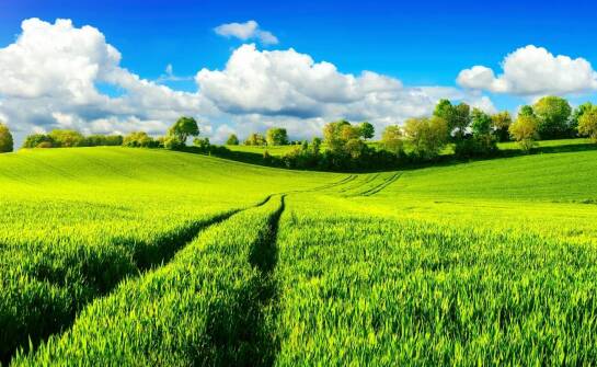 Znaczenie środowiskowych ekspertyz w skutecznym odstraszaniu ptaków