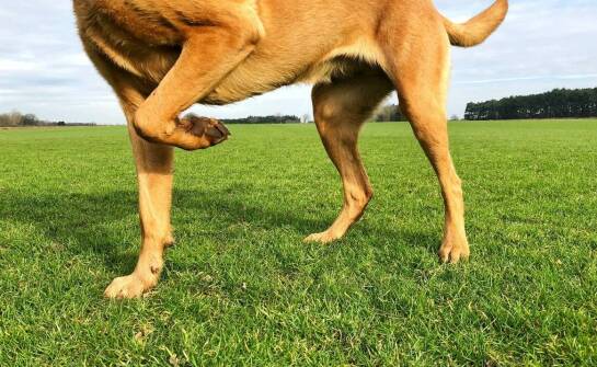 Jakie są strategie polskich hodowli dla poprawy jakości życia kangali?
