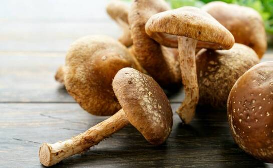 Jak certyfikaty jakości wpływają na wybór suszonych grzybów?