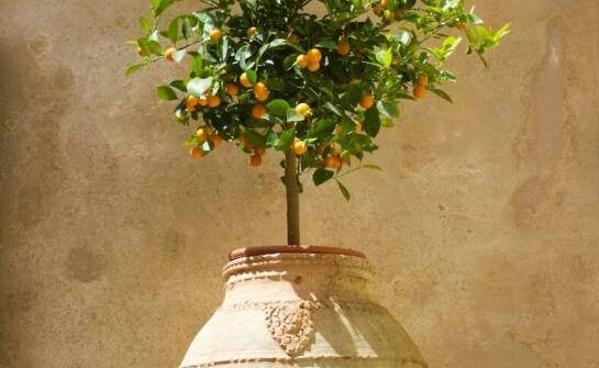 Wybór ceramicznych i terakotowych doniczek dla eleganckiego ogrodu