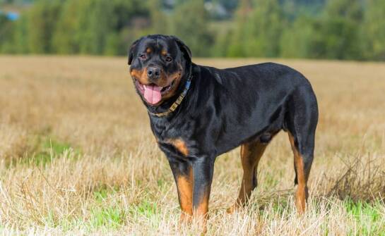 Jak elektryczny pastuch wspiera naukę przestrzennych granic u psa?