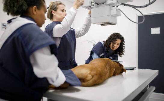 Jakie techniki są stosowane w laseroterapii dla poprawy jakości życia zwierząt?