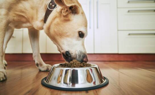 Jak polskie karmy dla psów wspierają zdrowe stawy u pupila?