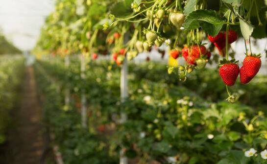 Jakie funkcje powinny mieć nowoczesne przemysłowe roboty w sektorze ogrodniczym?