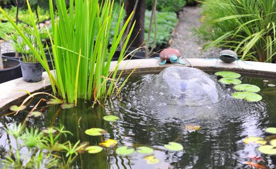 Jakie produkty do pielęgnacji wodnych oczek oferuje duży zoologiczny sklep?