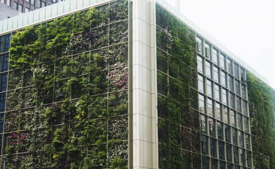 Czy żywe ściany poprawią klimat wokół budynku?