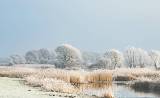 Kiedy i jak często dokarmiać dzikie ptaki w ciągu roku?