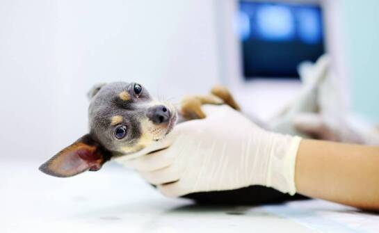 Dlaczego regularne badania USG są kluczowe dla zdrowia reprodukcyjnego Twojego zwierzaka?