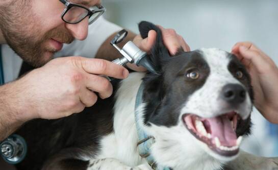Znaczenie profilaktyki w zapobieganiu usznym infekcjom