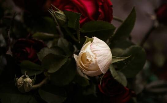 Jak wybrać idealne wyrobowe róże do kompozycji kwiatowych?