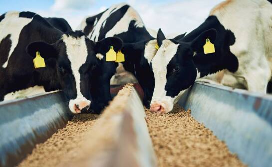 Rola lnu ekstrudowanego w poprawie kondycji bydła