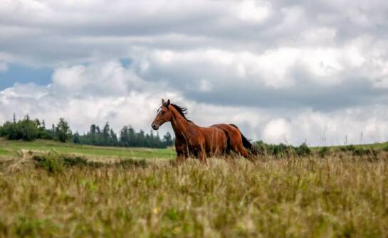 Tereny do jazdy konnej w Poznaniu: Dokąd warto się wybrać?