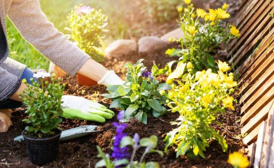 Sezonowe zmiany w uprawie jednorocznych kwiatów z nasion – na co zwrócić uwagę?