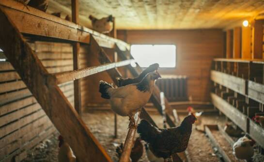 Komfortowe pracownicze pokoje w obiektach agroturystycznych: Co warto wiedzieć?