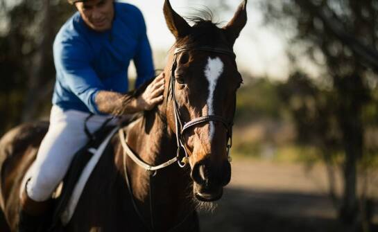 Długodystansowe rajdy z arabskimi końmi: Przygotowanie i wyzwania