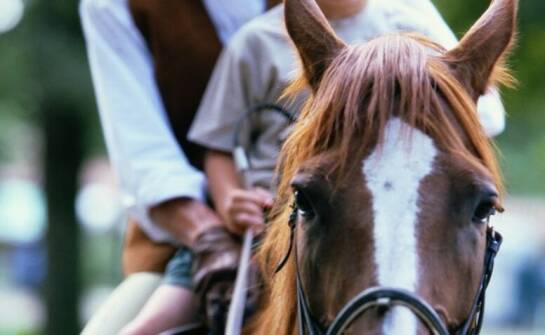 Stajnie w Poznaniu: Jak promujemy odpowiedzialność i szacunek w jeździectwie?