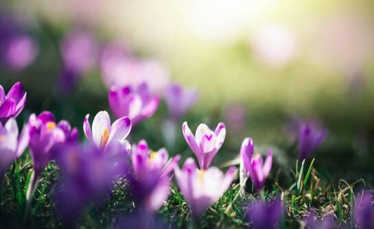 Odczulanie a alergia na pyłki: jakie są efekty tej terapii?