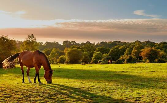 Terenówki na końskim grzbiecie: Dlaczego warto spróbować w Poznaniu?