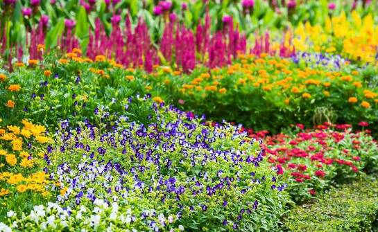 Wpływ jednorocznych nasion kwiatów na bioróżnorodność w Twoim ogrodzie